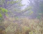 USA, New Jersey, Pine Barrens National Preserve. Foggy landscape with field and trees. Art Print